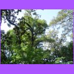 Rosedown Plantation Garden 2.jpg